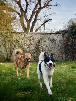 Kanaánský pes - štěňata s PP (Canaan dog) - 5
