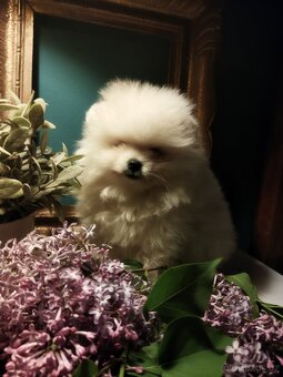 Pomeranian - 5