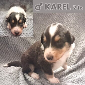 Skotská Kolie s PP - 5