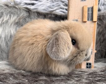 ❤️❤️Krásná Minilop holka králíček beránek ❤️ - 5