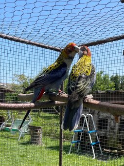 Rosela žlutohlavá 🦜 - 5