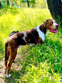 Louisiansky leopardí pes - šteniatka s PP - 5