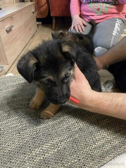 Štěňata Německý ovčák - 5