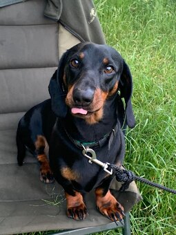 Jezevčík pálený věk 5 let papíry ano - 5