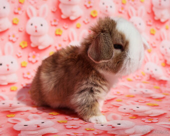 Modrooký zakrslý beránek sameček NHD . - 5