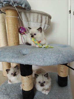 Ragdoll - 5