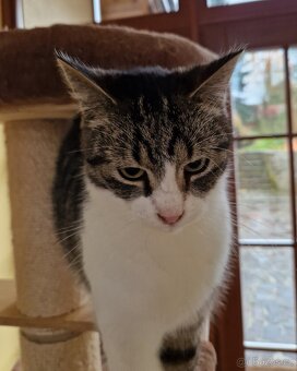 Kocourek Šimonek hledá domov - 5