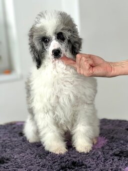 Trpasličí pudl s PP - 5