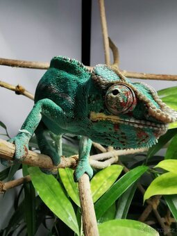 Chameleon pardálí - 5