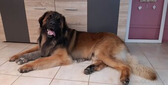 Leonberger pes na krytí - 5