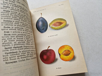Švestky a slívy 1948 Vaněk - Čs. lidová pomologie díl III. - 5