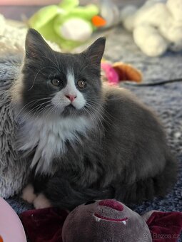 Mainská mývalí koťátka s PP - 5