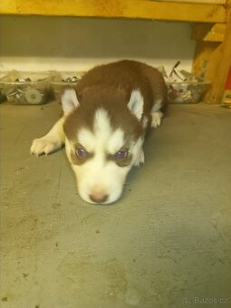 Sibiřský husky - 5