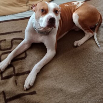 Štěňátka pitbulla bez PP - 5