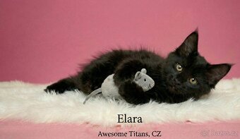 Mainská mývalí kočka - 5