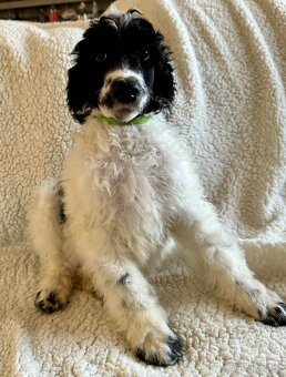 Pudl velký harlekyn - 5