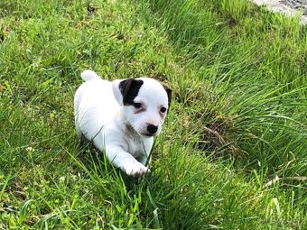 Jack Russell Teriér - 5