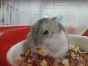 Roztomilí křečci džungarští hledají nový domov. - 5
