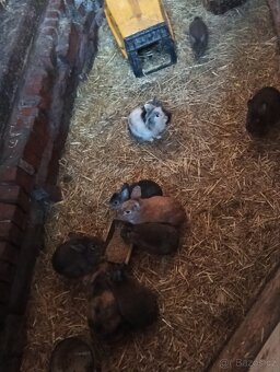 Zakrslí králíčci - 5