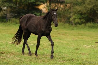 2,5 letí atraktivní a hodní valáškové - 5