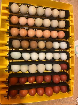 Prodam kohouty marans - 5