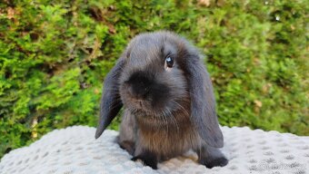 Zakrslý beránek, králíček, králík - PEGAS - 5