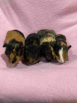 MORČATA, ZAKRSLÍ KRÁLÍCI - 5