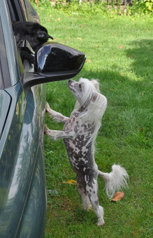 Čínský Chocholatý pes. Pejsek naháč  s PP - 5