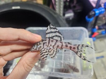 L 236 Super White - odchov - 5