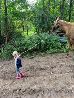 7letá klisna pony B do sportu - 5