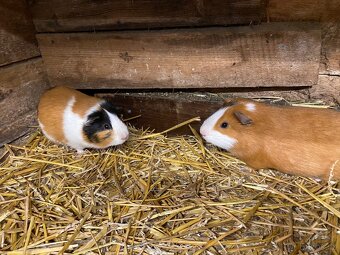 Dvě morčátka – samečci 🐹 (zvyklí spolu) - 5