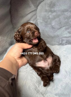 Maltipoo F1 Chocolate ‼️ 900€ / Graff - 5