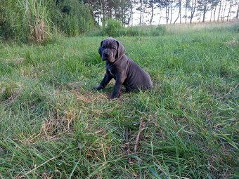 Německá doga - 5