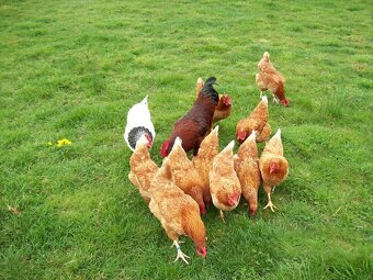 Slepice Kuřice Nosnice Dominanty 19 týdnů staré - 5