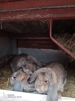 Francouzský beran - 5