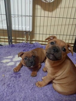 Stafordšírský bulteriér - 5