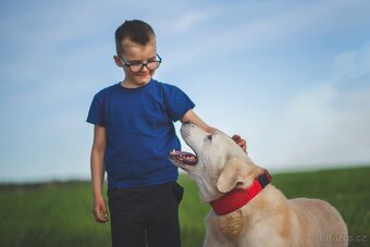 ZIGGY - Labrador 45 kg, 12 let - 5