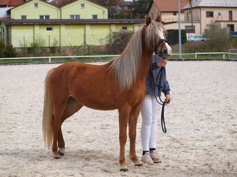 Klisnička Welsh pony, sekce B na prodej - 5