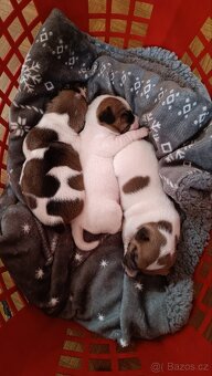 Prodám 2 fenky Jack Russell teriér bez PP - 5