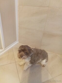 Jorkšírský teriér štěňata - 5