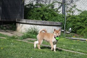 Sučka shiba inu s PP - 5