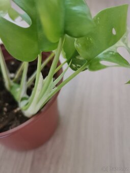 Rhaphidophora tetrasperma variegata - monstera minima var. - 5