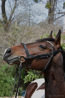 Skvělý 7mi letý pony B - 5
