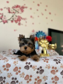 Yorkshire terrier, jork, jorkšírsky terier s PP - 5