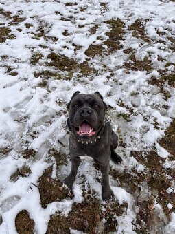 Cane Corso Ke Krytí s PP - 5