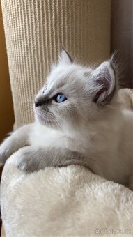 Ragdoll nádnehné koťátko bez PP - 5