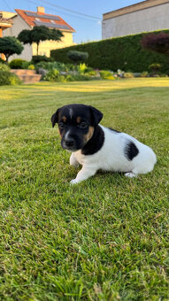 Štěňata Jack Russell teriér s PP - 5