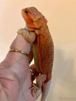 Agama vousatá Coral Trans - 5
