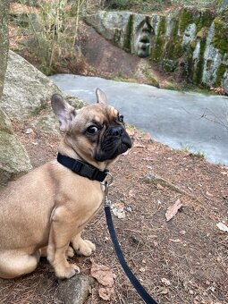 Francouzský buldoček - 5