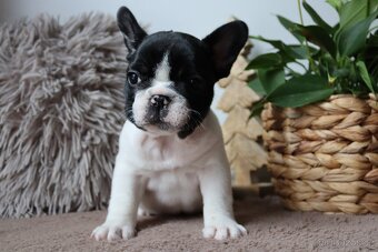 Francouzský buldoček s průkazem původu - 5